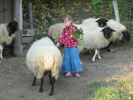 Schafe und Kind