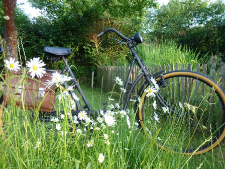 Fahrrad steht in Blumenwiese